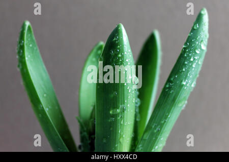 Hiacinth sprout avec gouttes de rosée un Banque D'Images
