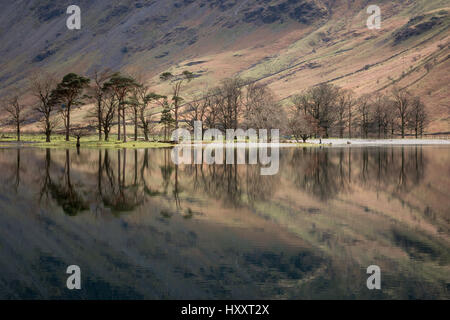 Pins, les sentinelles, lac Buttermere, Cumbria, Royaume-Uni avec des reflets de montagnes et d'arbres par une journée calme et ensoleillée Banque D'Images