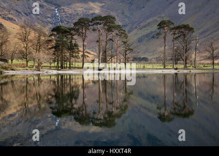 Pins, les sentinelles, lac Buttermere, Cumbria, Royaume-Uni avec des reflets de montagnes et d'arbres par une journée calme et ensoleillée Banque D'Images