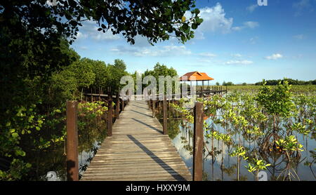 Dans la forêt de mangrove côtière tropicale. Les mangroves sont des arbres tolérant le sel et sont adaptés à la vie dans des conditions côtières. Banque D'Images