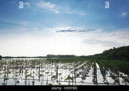 Dans la forêt de mangrove côtière tropicale. Les mangroves sont des arbres tolérant le sel et sont adaptés à la vie dans des conditions côtières. Banque D'Images