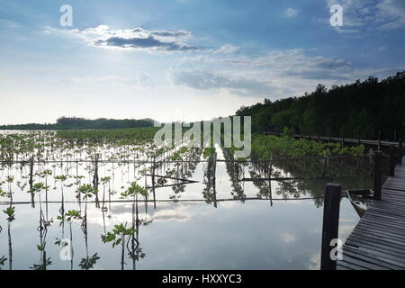Dans la forêt de mangrove côtière tropicale. Les mangroves sont des arbres tolérant le sel et sont adaptés à la vie dans des conditions côtières. Banque D'Images