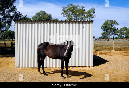 Un cheval se trouve en face d'un hangar en tôles ondulées en pays Australie Banque D'Images