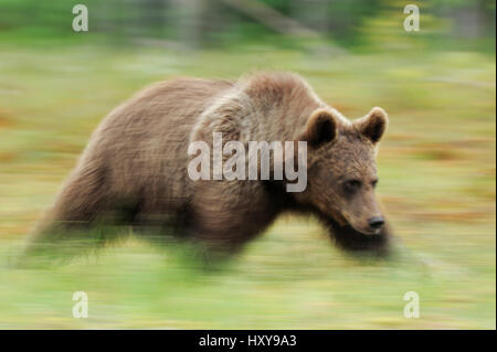 RF- Eurasian brown bear (Ursus arctos) en marche, Suomussalmi (Finlande). Juillet. Banque D'Images