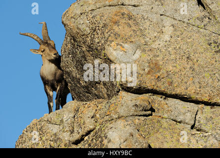 Espagnol mâle bouquetin (Capra pyrenaica) sur les roches, la Sierra de Gredos, Espagne. Novembre. Banque D'Images