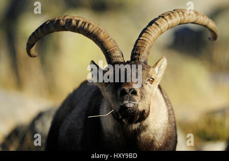 L'Espagnol ibex (Capra pyrenaica) parfumer langue avec l'air, la Sierra de Gredos, Espagne. Novembre. Banque D'Images