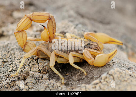 Scorpion Buthus occitanus (jaune). La Serena, Estrémadure, Espagne. Mars. Banque D'Images