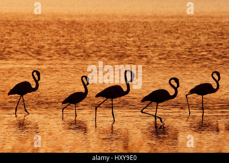 Petit troupeau de plus de flamants roses (Phoenicopterus ruber) silhouetté sur Kalloni lac intérieur, Lesbos, Grèce. Banque D'Images