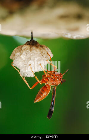 Close up of Paper Wasp (Polistes sp.) sur son nid, Fennessey Ranch, Refugio, Coastal Bend, la côte du Texas, USA. Banque D'Images