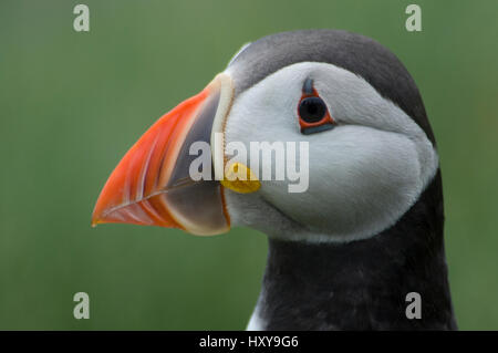 Macareux moine (Fratercula arctica) Iles Farne, Northumberland, Angleterre. De juin. Banque D'Images