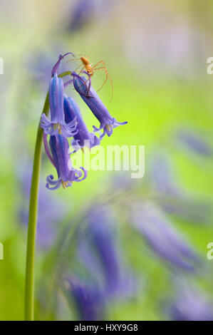 Sur Spider Bluebell (Hyacinthoides non-scripta / Endymion scriptum) fleurs en bois de hêtre, Hallerbos, Belgique, avril. Banque D'Images