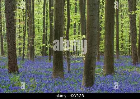 Bluebells (Hyacinthoides non-scripta / Endymion scriptum) floraison, en bois de hêtre, Hallerbos, Belgique. Avril. Banque D'Images