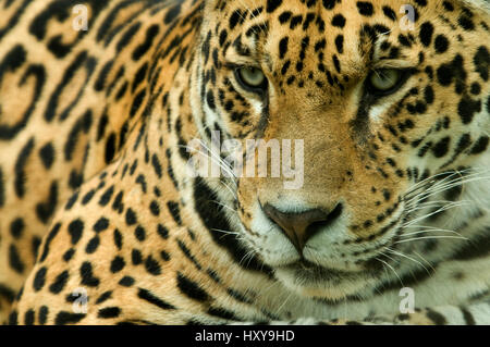 Jaguar (Panthera onca) tête portrait, captive. Banque D'Images