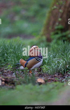 Canard mandarin (Aix galericulata) Banque D'Images