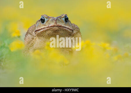 Cane Toad / Marine / crapaud crapaud géant (Bufo marinus) adulte en Dogweed pentachaeta (Dyssodia). Laredo, Webb, comté de South Texas, USA. Avril. Banque D'Images