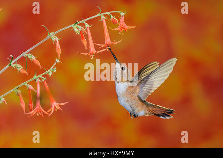 (Le colibri Selasphorus rufus) alimentation femelle en vol sur Ipomopsis aggregata (Gilia écarlate). La Forêt nationale de Gila, Nouveau Mexique, USA. En août. Banque D'Images