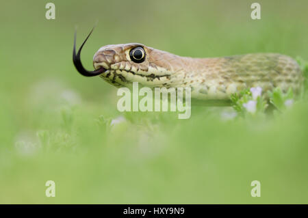 Les jeunes Western coachwhip Masticophis flagellum testaceus (). Laredo, Webb, comté de South Texas, USA. Avril. Banque D'Images