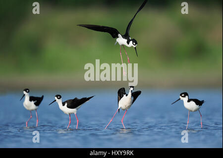 Échasse d'Amérique (Himantopus mexicanus) quatre adultes debout dans l'eau avec un en vol. Dinero, Lake Corpus Christi, Sud du Texas, aux États-Unis. Banque D'Images