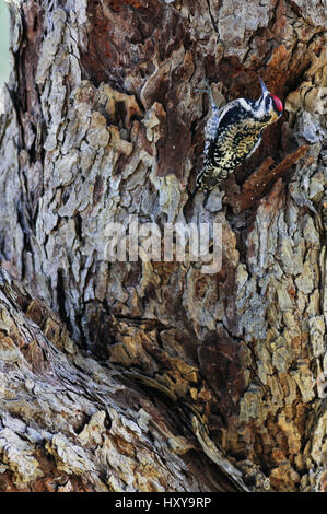 Pic maculé (Sphyrapicus varius) alimentation femelle chez SAP. Dinero, Lake Corpus Christi, Sud du Texas, aux États-Unis. Banque D'Images