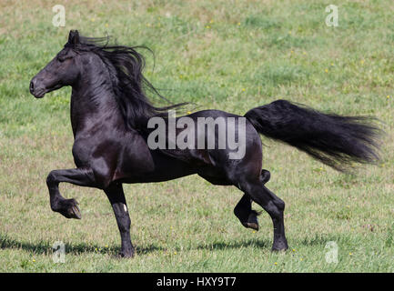 Étalon frison noir trot, Ojai, Californie, USA Banque D'Images