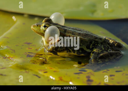 Piscine grenouille (Rana lessonae) vocalisant avec sacs vocaux gonflé, le delta du Danube, Roumanie zone rewilding 3/3 séquence Banque D'Images
