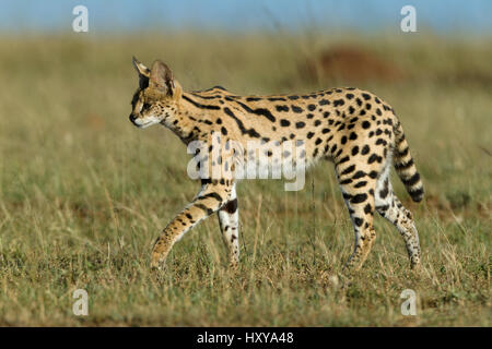 Chat Serval (Felis serval) Masai-Mara Game Reserve, Kenya Banque D'Images