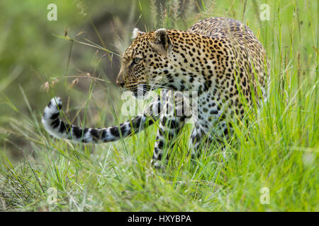 Leopard (Panthera pardus) femmes dans l'herbe, Masai-Mara game reserve, Kenya. Banque D'Images