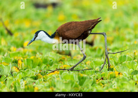 Jacana africain Actophilornis africanus) (marche sur l'eau les laitues, réserve de Masai Mara, Kenya, septembre. Banque D'Images