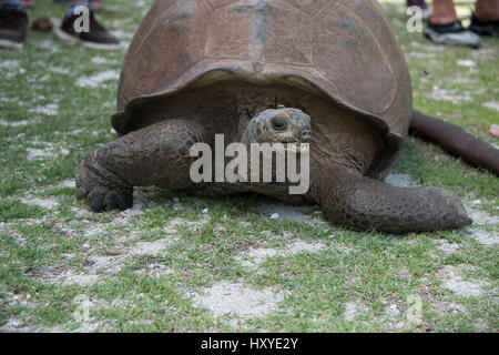 Les Seychelles, l'Océan Indien, l'Atoll d'Aldabra, l'Île Picard aka West Island. L'UNESCO. Tortue géante Aldabra (Wild : Aldabrachelys gigantea) Jambes de touristes Banque D'Images