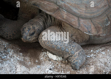 Les Seychelles, l'Océan Indien, l'île d'Aldabra Atoll d'Aldabra, Groupe, Picard Île. UNESCO World Heritage Site. Tortue géante Aldabra (Wild : Aldabrachelys Banque D'Images