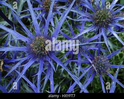 Blue Sea holly fleurs piquantes, également appelé Eryngium maritimum ou station eryngo une usine côtière, pris dans un jardin dans le Nord du Devon, Angleterre, Royaume-Uni. Banque D'Images