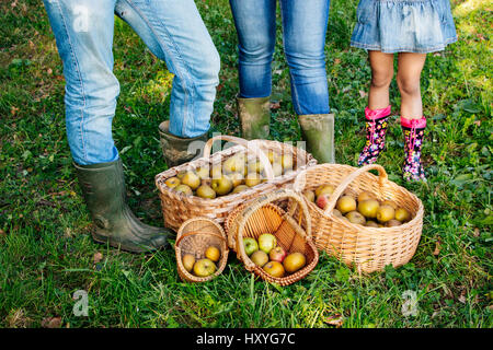 Paniers de pommes reinettes sur l'herbe et les jambes de la famille dans des jeans et des bottes de pluie. Concept de la famille de l'équipe de travail. Banque D'Images