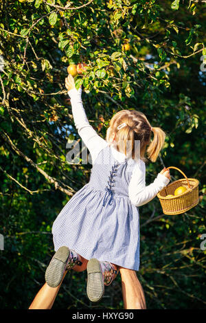 Aider papa mignon todler avec un panier pour la cueillette des pommes dans les arbres Banque D'Images