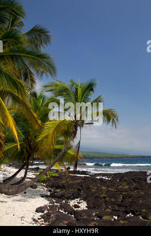 Palmiers sur la plage à l'Puuhonua O Honaunau Parc sur Big Island, Hawaii, USA. Banque D'Images