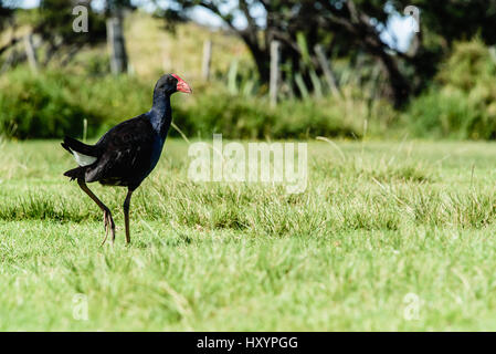 Pukeko dans un champ Banque D'Images