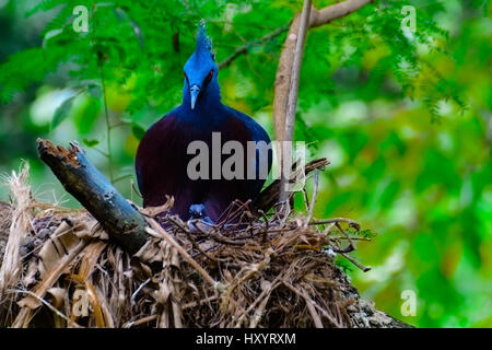 Goura victoria ou Victoria pigeon couronné à se nourrir dans une ruche. Les arbres de la forêt. Banque D'Images