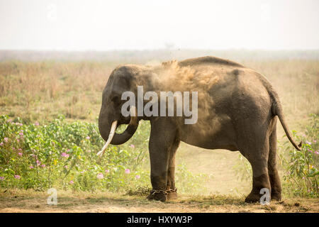 Les éléphant d'Asie (Elephas maximus) poussières baignade, parc national de Kaziranga, Assam, Inde Banque D'Images