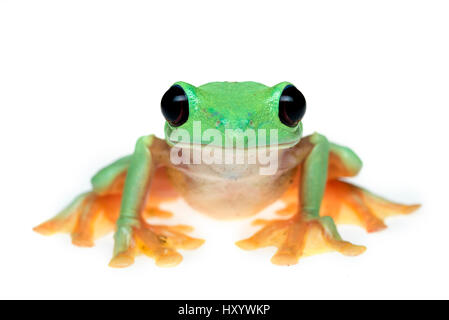 Gliding tree frog (Agalychnis spurrelli) captive, se produit en Colombie, Costa Rica, Équateur, et le Panama. Banque D'Images