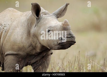 Le rhinocéros blanc (Ceratotherium simum) veau, iMfolozi National Park, Afrique du Sud. Banque D'Images