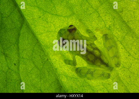 Grenouille de verre réticulé (Hyalinobatrachium valerioi) montrant le corps translucide rétroéclairé fortement. Péninsule d'Osa, au Costa Rica. Banque D'Images