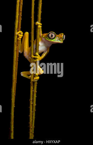 Grenouille Feuille Lemur (Agalychnis lemur) dans la forêt pluviale la nuit. Caraïbes centrales contreforts, le Costa Rica. Liste rouge de l'UICN. Espèces en danger critique d'extinction. Banque D'Images