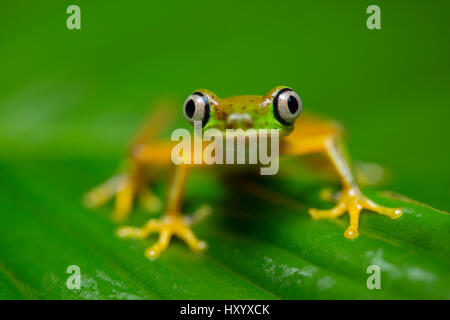 Grenouille Feuille Lemur (Agalychnis lemur) en forêt tropicale. Caraïbes centrales contreforts, le Costa Rica. Liste rouge de l'UICN. Espèces en danger critique d'extinction. Banque D'Images