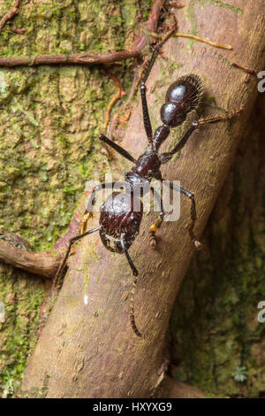 Bullet ant travailleur (Paraponera clavata) a le plus de piqûre douloureuse de tout insecte. Caraïbes centrales contreforts, le Costa Rica. Banque D'Images
