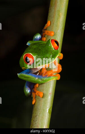 Grenouille feuille aux yeux rouges (agalychnis callidryas) mâle Caraïbes centrales contreforts, le Costa Rica. Banque D'Images
