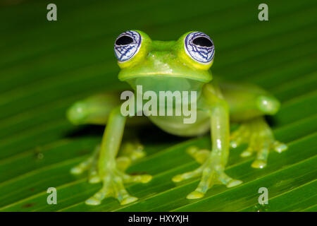Grenouille de verre Ghost (Sachatamia ilex) Caraïbes centrales contreforts, le Costa Rica. Banque D'Images