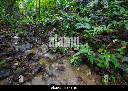 Rainforest habitat, flux d'Golfodulcean Phyllobates vittatus (grenouille Poison). Péninsule d'Osa, au Costa Rica. Banque D'Images