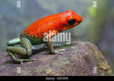 Grenouille Poison granulaire (Oophaga granulifera). Péninsule d'Osa, au Costa Rica. Les espèces vulnérables, Liste rouge de l'UICN. Banque D'Images