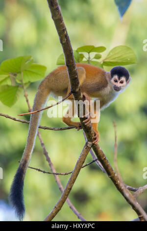 L'Amérique centrale à couronne noire singe écureuil (Saimiri oerstedii oerstedii). Péninsule d'Osa, au Costa Rica. Liste rouge de l'UICN. Les espèces vulnérables. Banque D'Images