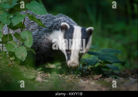 Blaireau européen (Meles meles) de nourriture dans les forêts., Mid Devon, Royaume-Uni. De juin. Banque D'Images