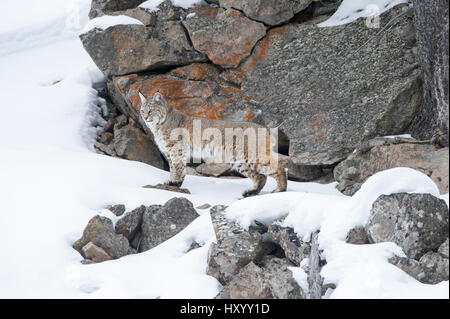 North American lynx roux (Lynx rufus). Madison River Valley, le Parc National de Yellowstone, Wyoming, USA. Janvier. Banque D'Images